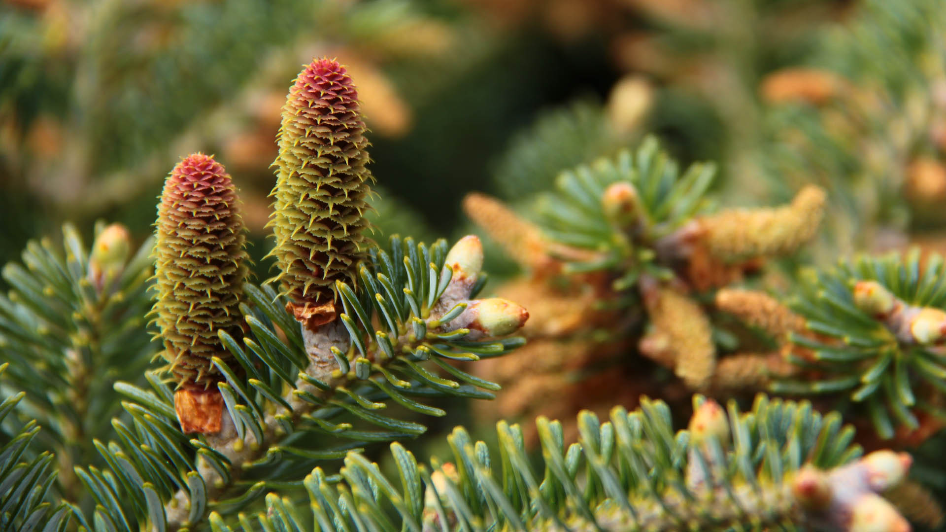 Abies koreana 